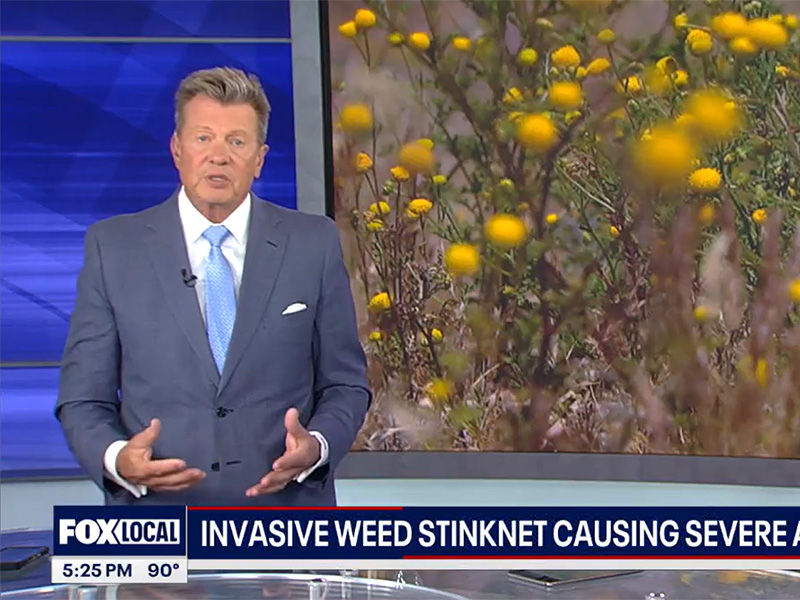 10+ Arizona Stink Weed Tips To Prevent Allergies