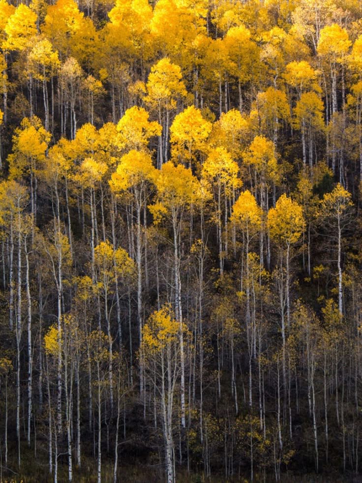 10+ Aspen Tree Care Tips For Beginners