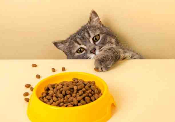 10 Best Small Kibble Cat Food For Older Or Senior Cats 10 Best Small Kibble Cat Food For Older Or Senior Cats