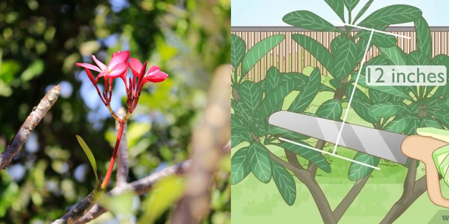 10+ Bridal Spirea Pruning Secrets For Lush Growth