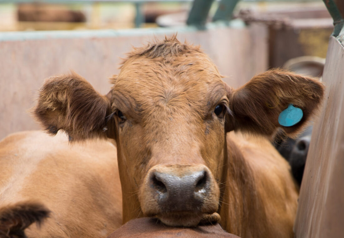 10+ Cattle Gun Secrets For Stress Free Use