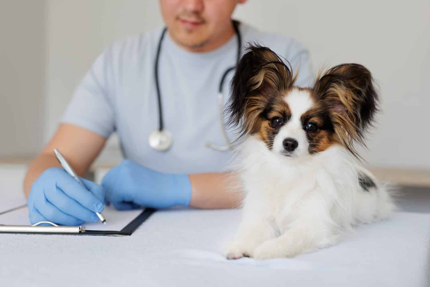 10 Ccl Surgery Costs That Save Dog Owners Money 10 Ccl Surgery Costs That Save Dog Owners Money