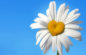 10 Daisy Flower Meanings That Reveal God's Love 10 Daisy Flower Meanings That Reveal God's Love