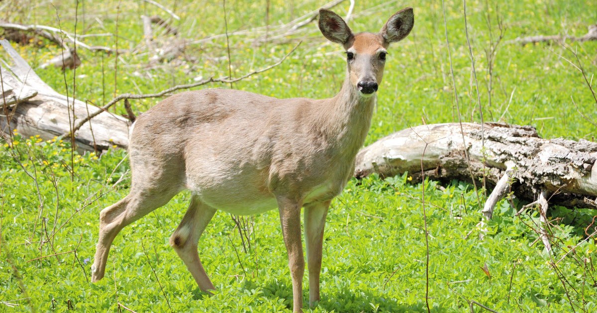 10 Deer Gestation Facts For Healthy Fawns