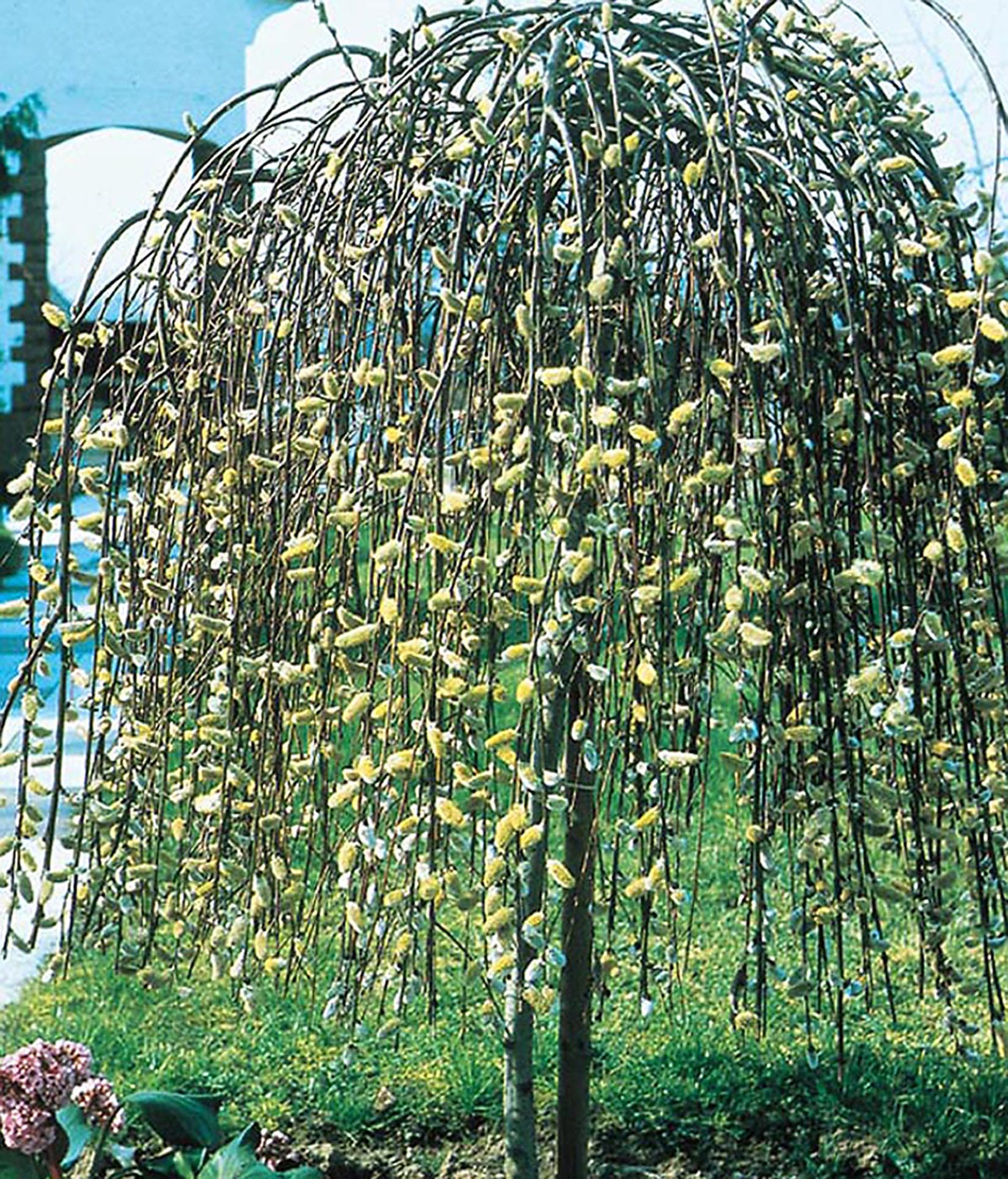 10 Dwarf Weeping Willow Tree Care Tips