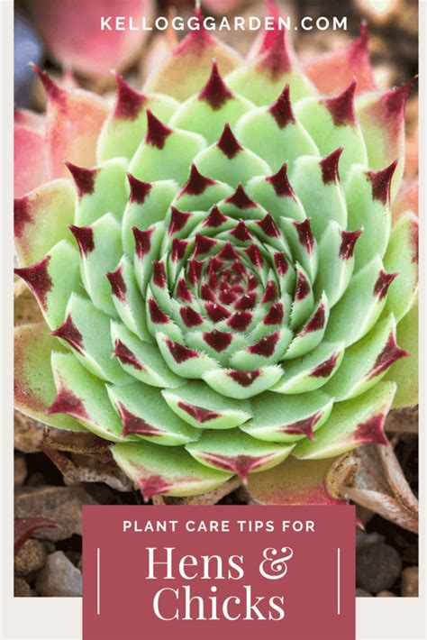 10+ Essential Hens And Chicks Care Secrets For Beginners