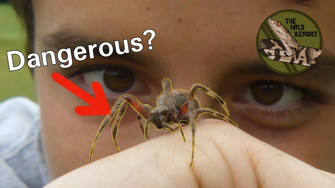 10 Golden Orb Spider Bite Remedies That Work
