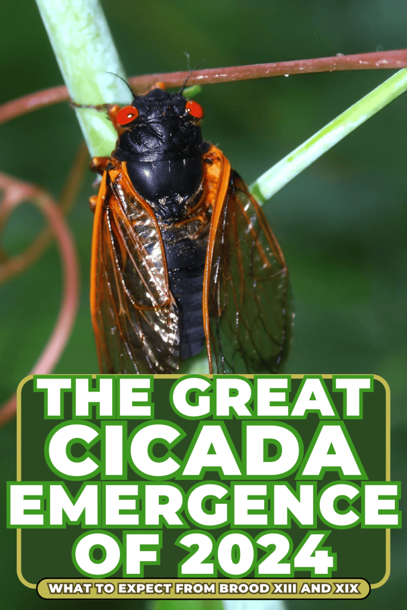 10+ Iowa Cicada Emergence Dates To Expect