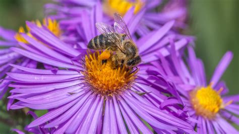 10+ Late Summer Blooms To Attract Pollinators