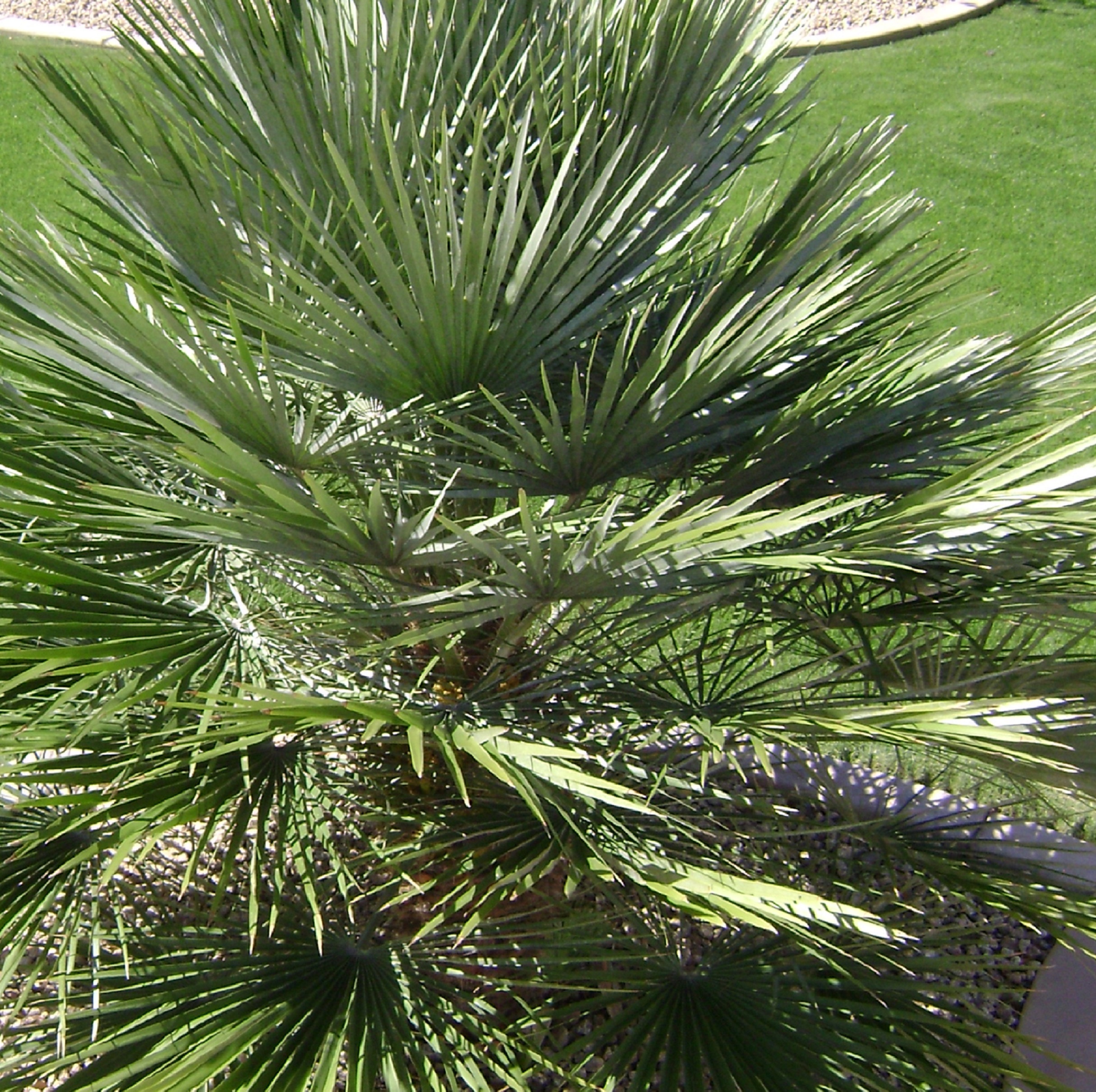 10 Med Fan Palm Tips For Easy Growth