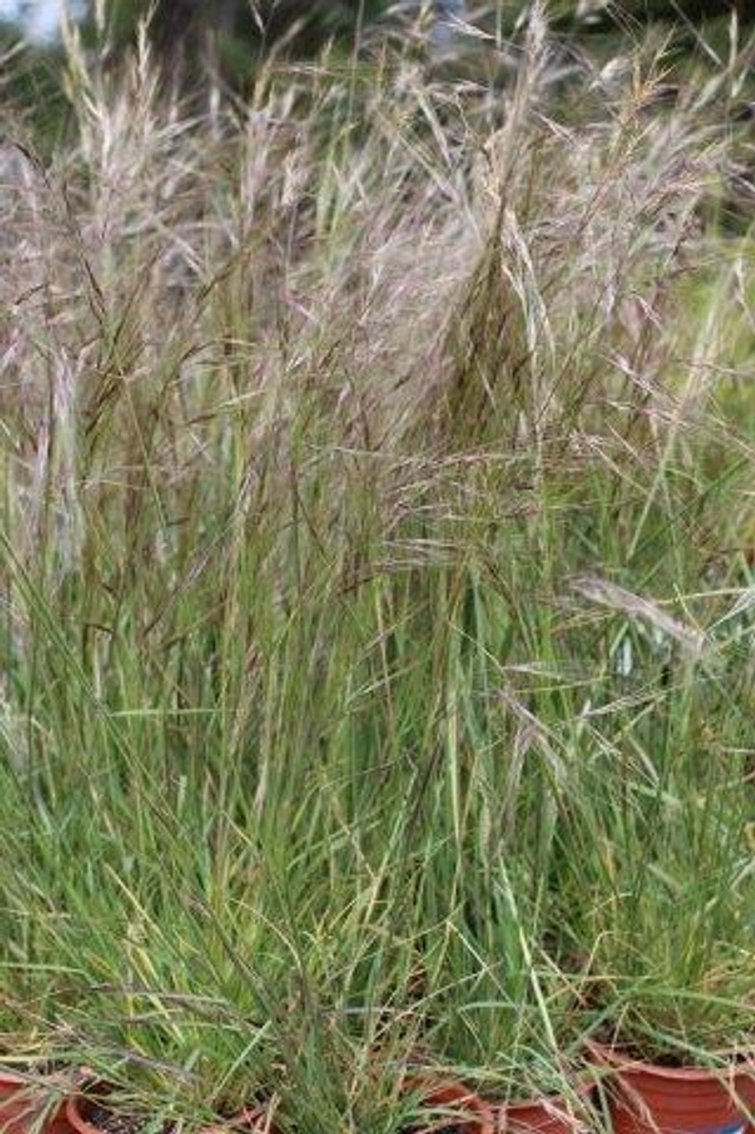 10 Nassella Pulchra Tips For Better Landscaping