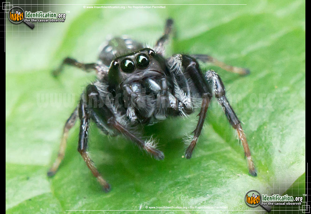 10+ Pennsylvania Black Jumping Spider Identification Tips