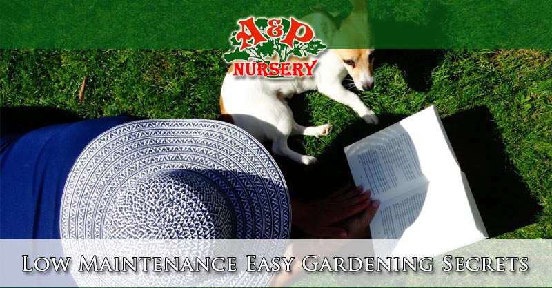 10+ Pittosporum Secrets For Easy Maintenance