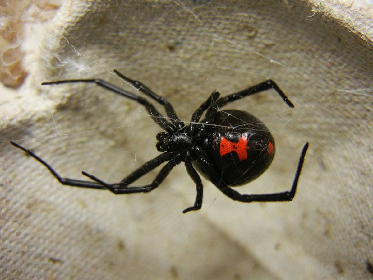 10 Poisonous Spiders In North Carolina To Avoid
