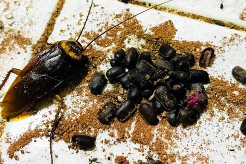 10+ Roach Lures To Know For A Pestfree Home