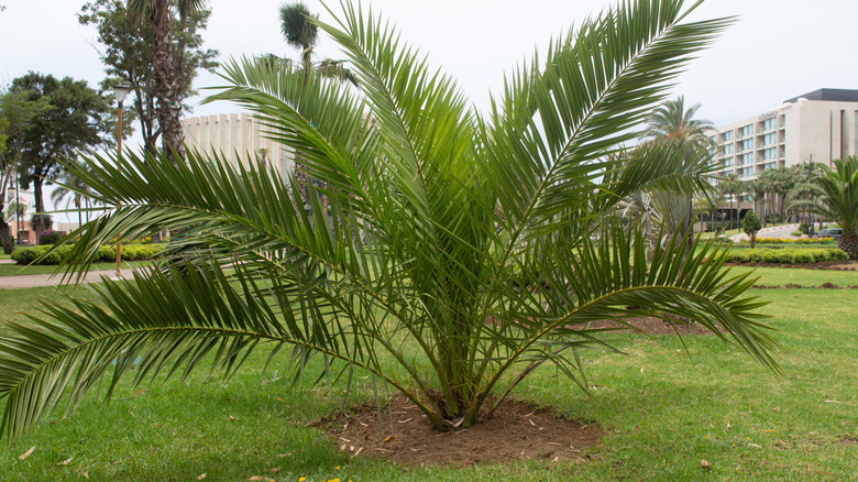 10+ Types Of Trees In Florida To Know
