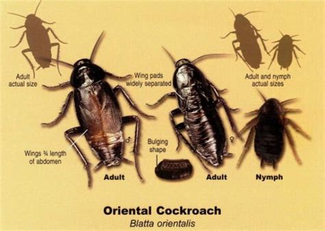 10+ Waterbug Stages For Easier Pest Control