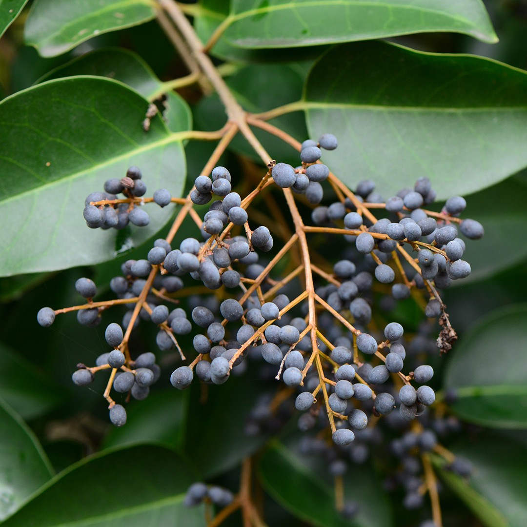 10 Wax Leaf Ligustrum Tips For Easy Care