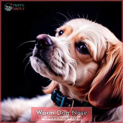 10+ Ways To Soothe A Warm Dog Nose Quickly