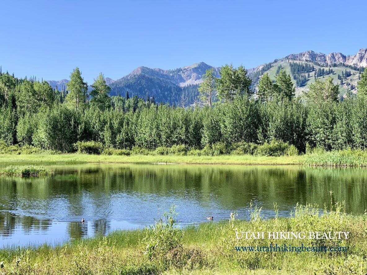 10 Willow Lake Trail Tips For Easy Hiking