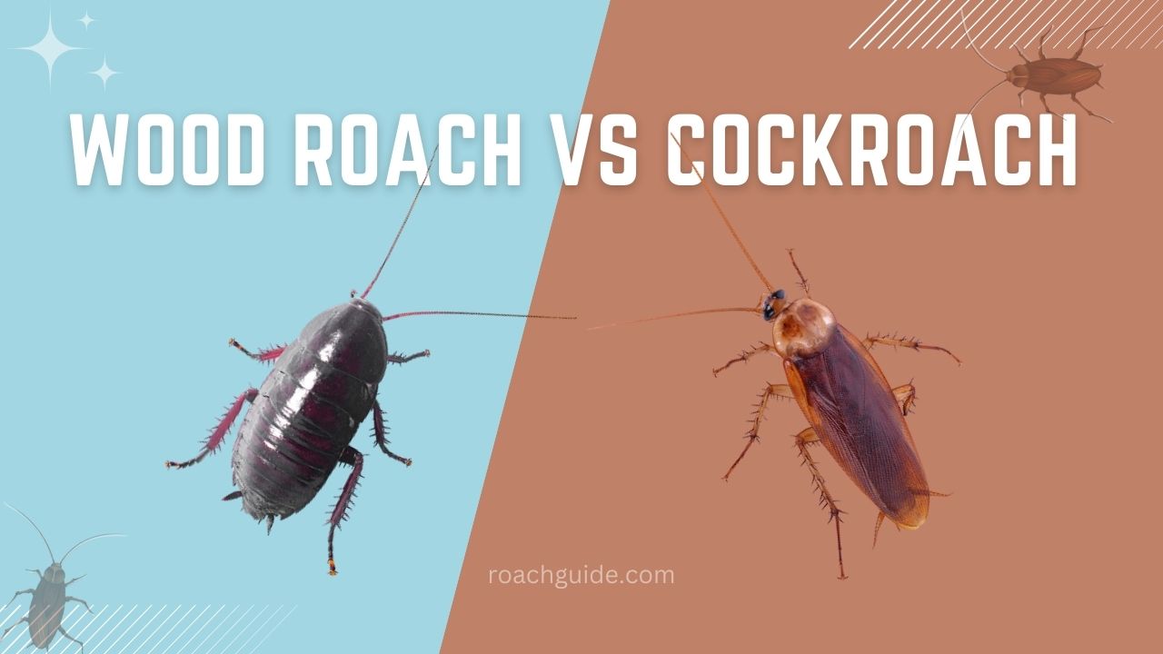 10 Wood Roach Size Facts For Accuracy