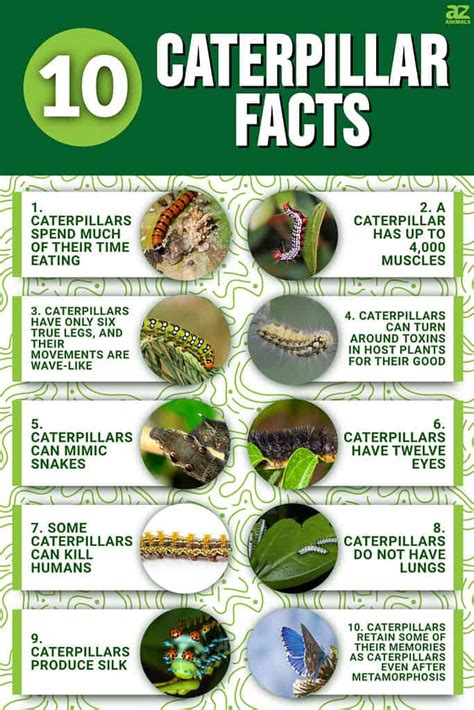 10 Yellow Caterpillar Facts To Know