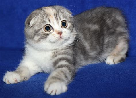 11 Blue Cream Tabby Facts For Smart Owners 11 Blue Cream Tabby Facts For Smart Owners