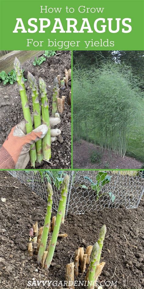 12+ Asparagus Root Secrets For Maximum Harvest 12+ Asparagus Root Secrets For Maximum Harvest