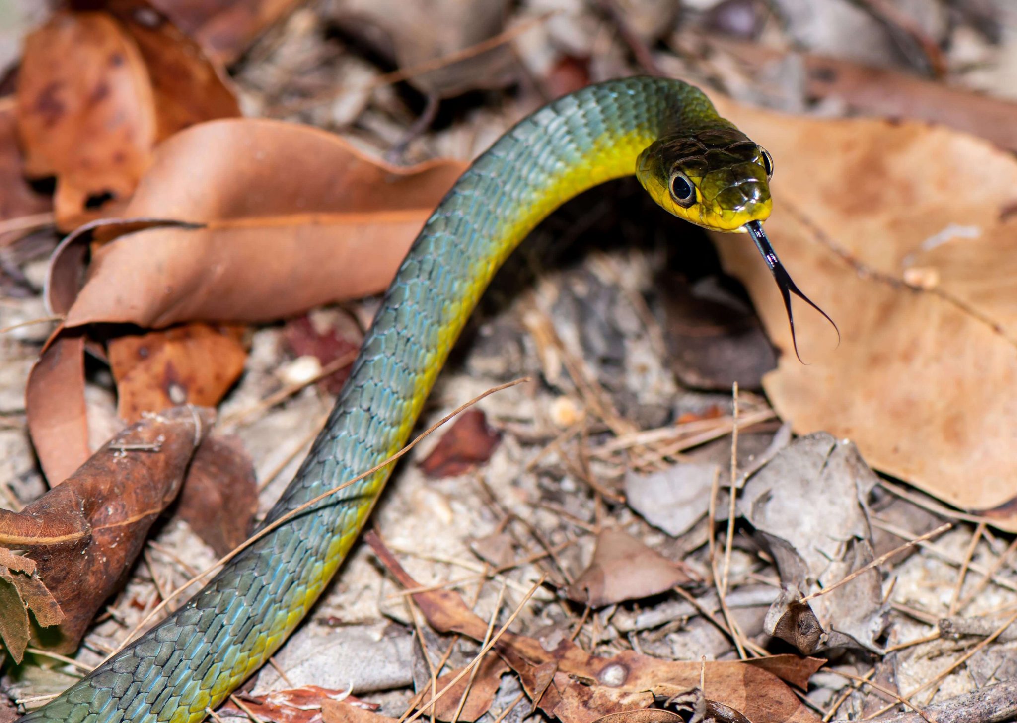 12+ Black Snake Identification Tips