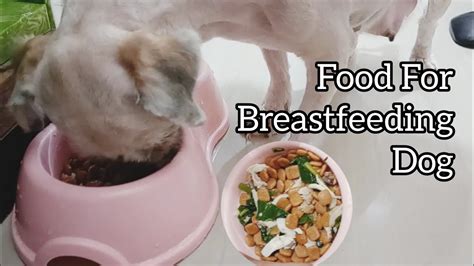 12 Breast Feeding Dog Safety Tips