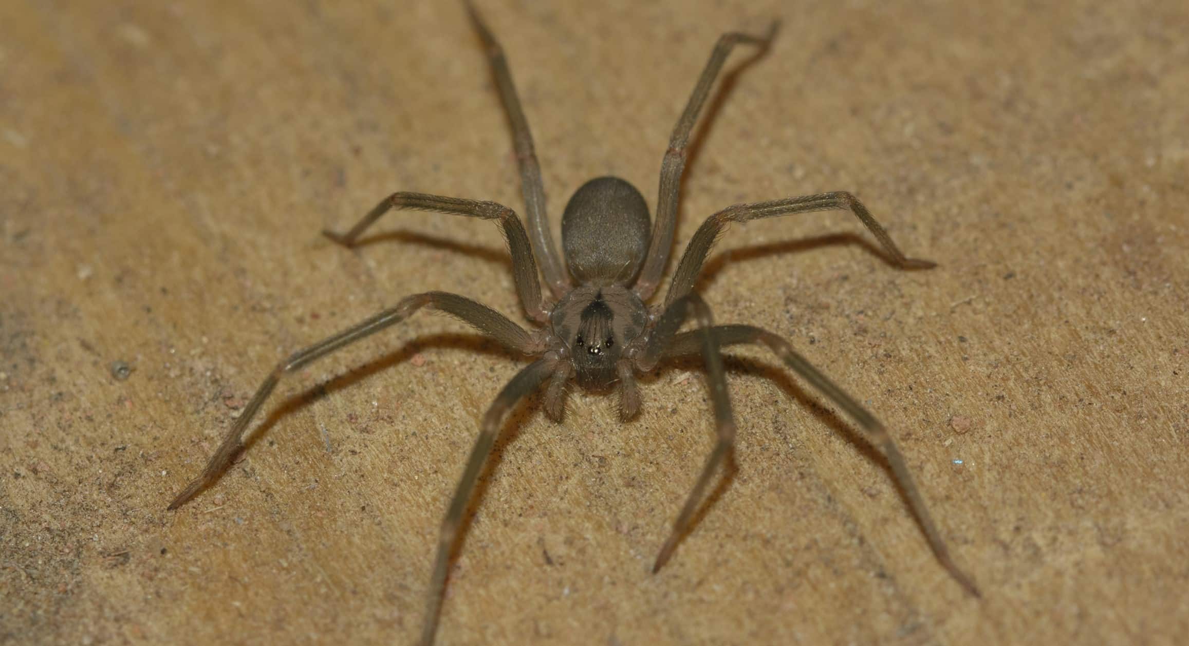12 Brown Recluse Spider Pics To Identify Them Fast