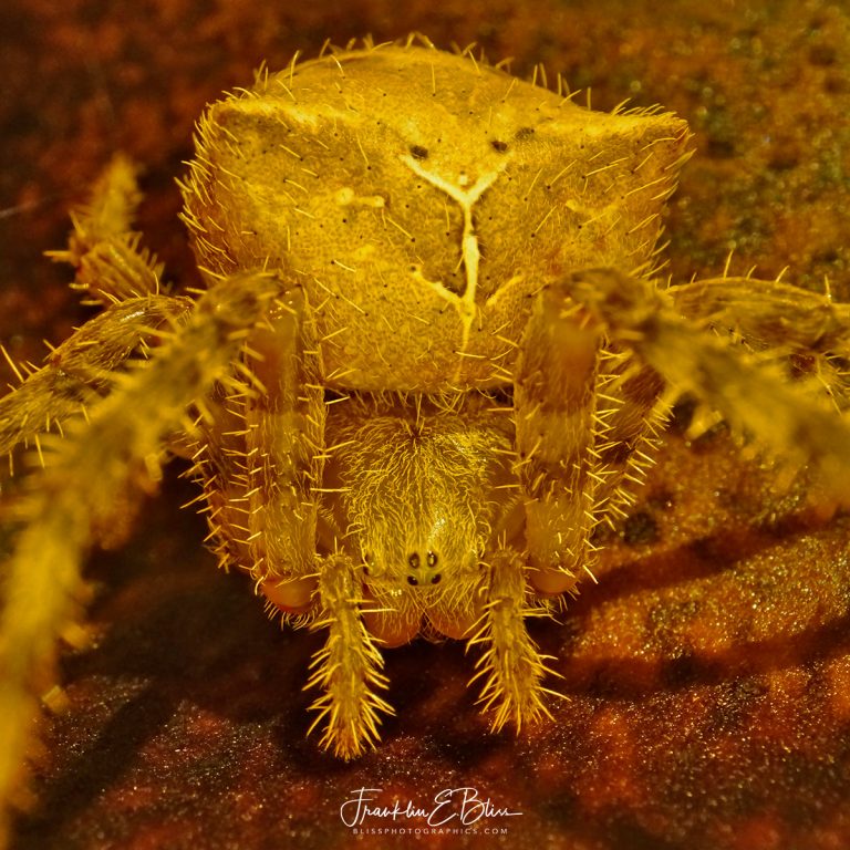 12+ Cat Faced Spider Web Removal Tips That Work