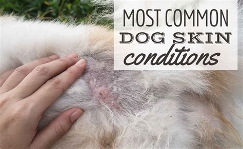 12+ Common Dog Skin Conditions To Recognize Easily