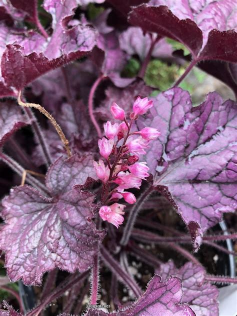 12+ Coral Bells Plant Types For Beautiful Gardens 12+ Coral Bells Plant Types For Beautiful Gardens