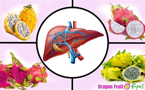 12+ Dragon Fruit Liver Benefits You Should Know