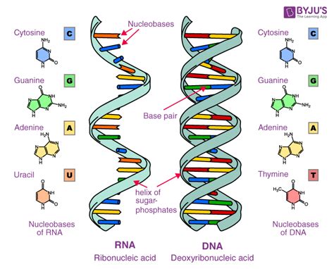 12+ Essential Roles Of Nucleic Acids Revealed