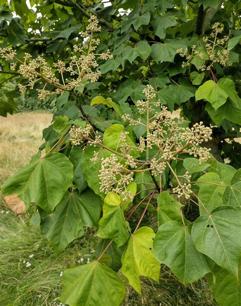 12 Firmiana Simplex Tips For Easy Growth