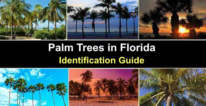 12 Florida Tree Types To Know