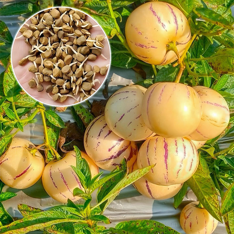 12 Ginseng Seeds For Easy Growth