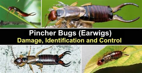 12+ Harmful Pincher Bug Secrets Revealed