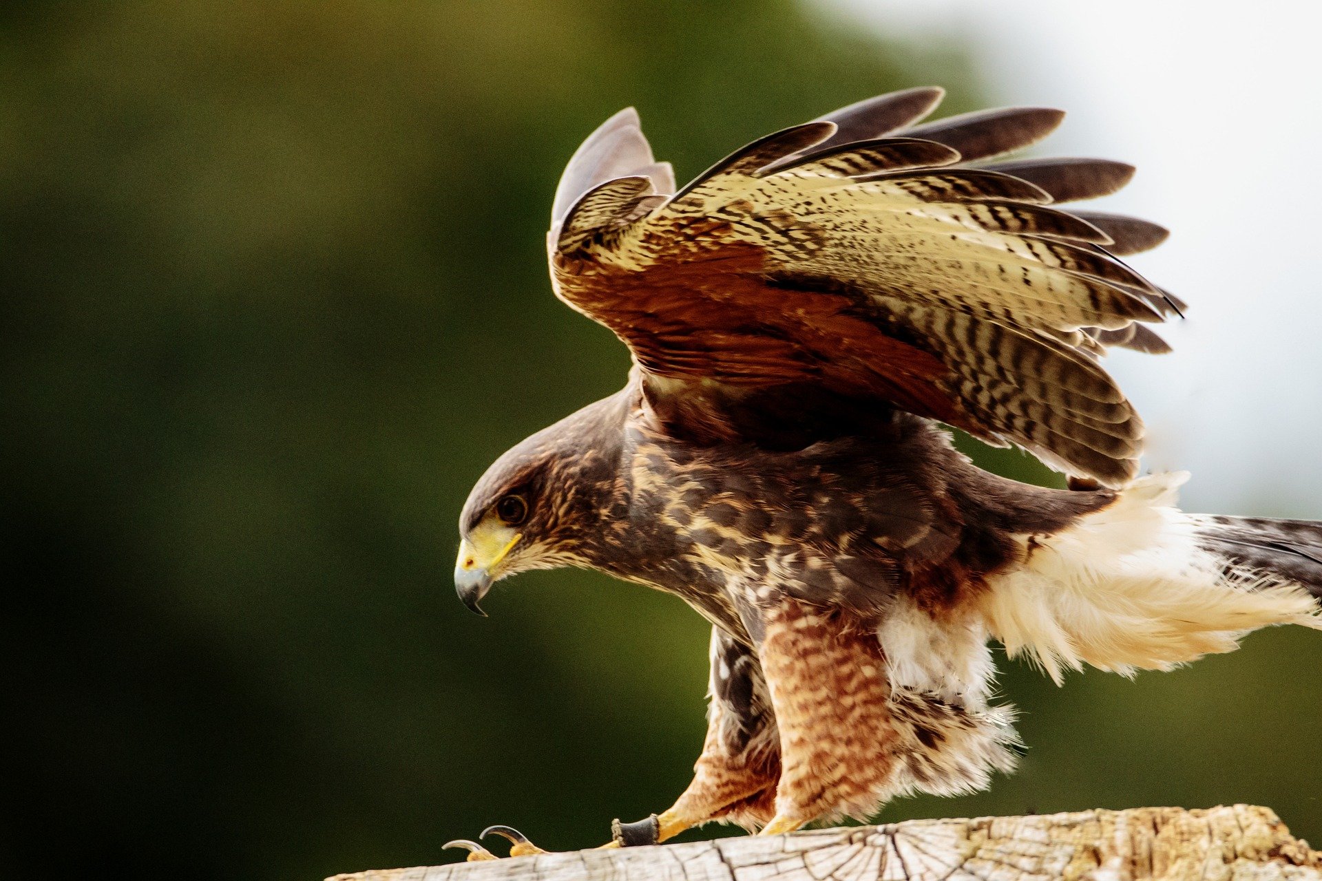 12 Hawks Pictures Birds To Identify Easily 12 Hawks Pictures Birds To Identify Easily