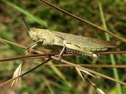 12 Locust Facts To Know The Difference
