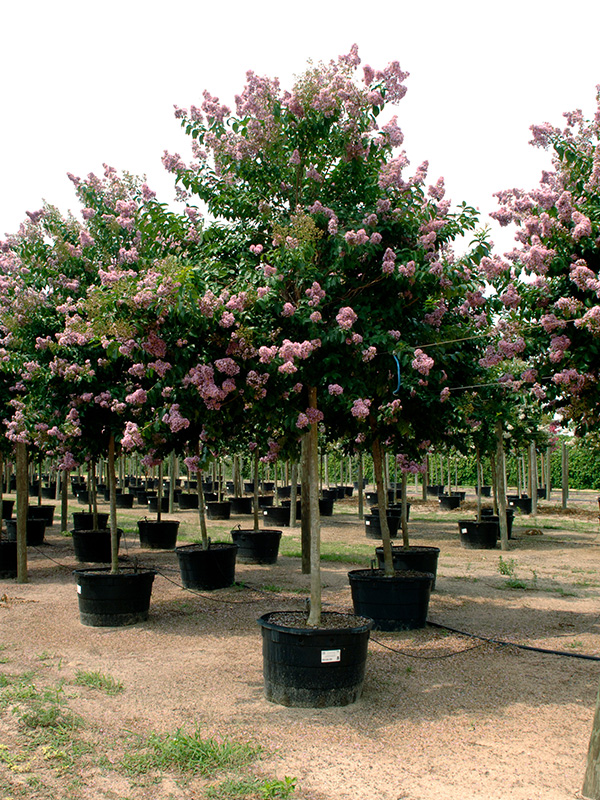 12 Muskogee Crape Myrtle Height Tips