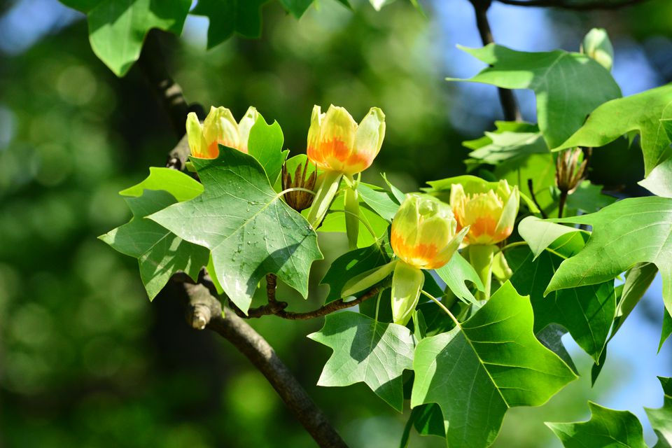 12+ Native Indiana Tulip Tree Care Tips