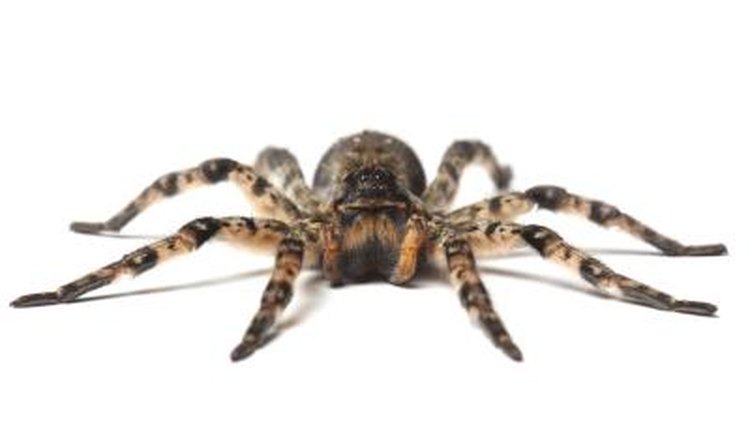 12+ Native Spiders To Recognize Instantly