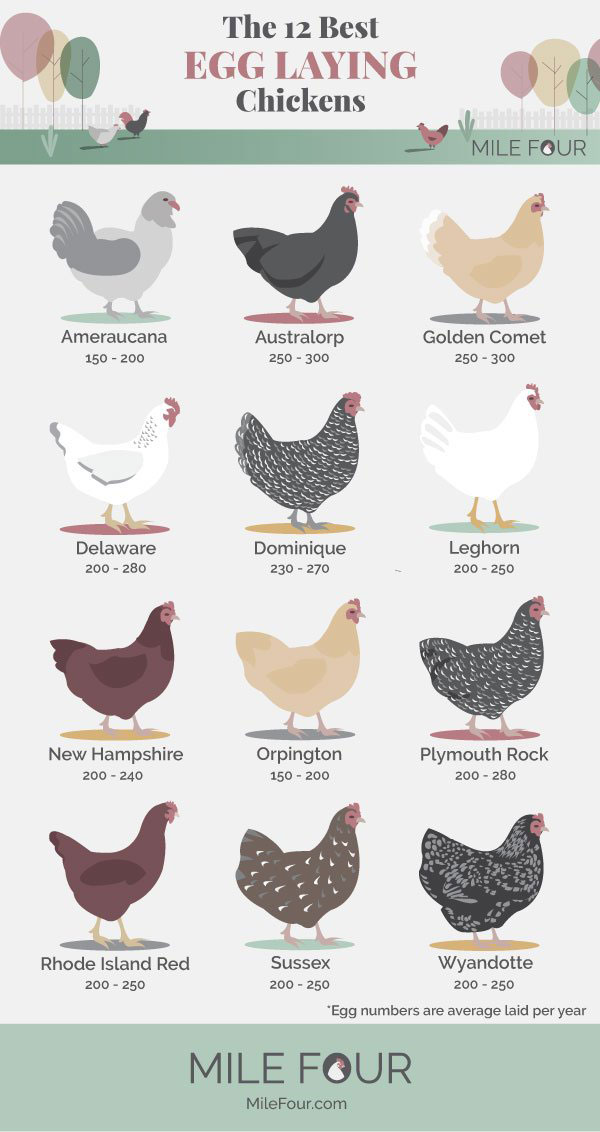 12+ Nh Chicken Breeds For Better Egg Production 12+ Nh Chicken Breeds For Better Egg Production