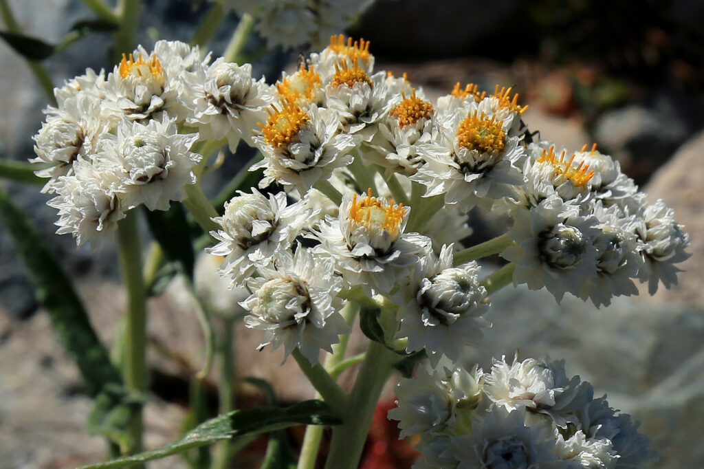 12 Pearly Everlasting Flowers For Stunning Arrangements