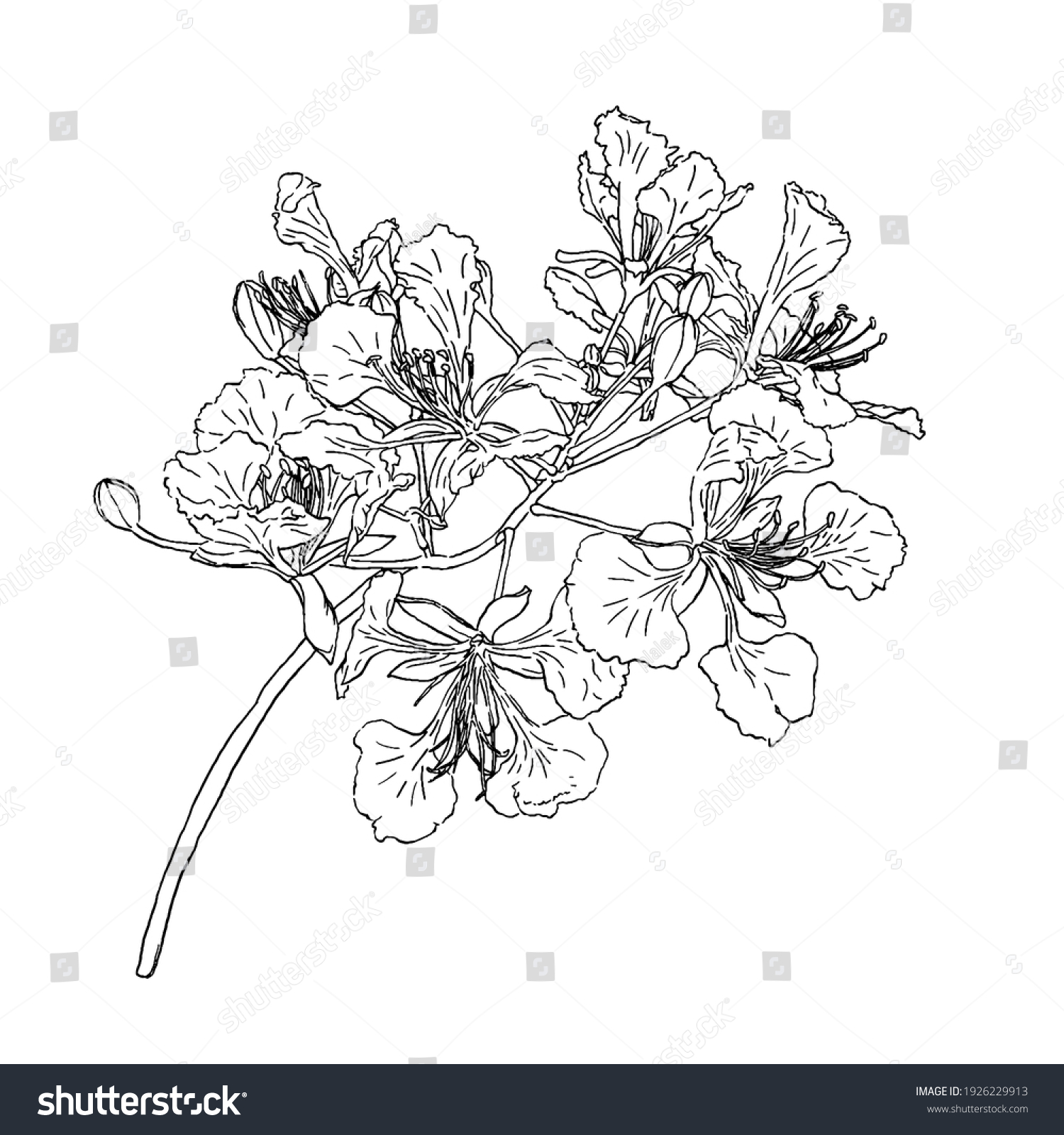 12 Pride Of Barbados Flower Care Tips For Success