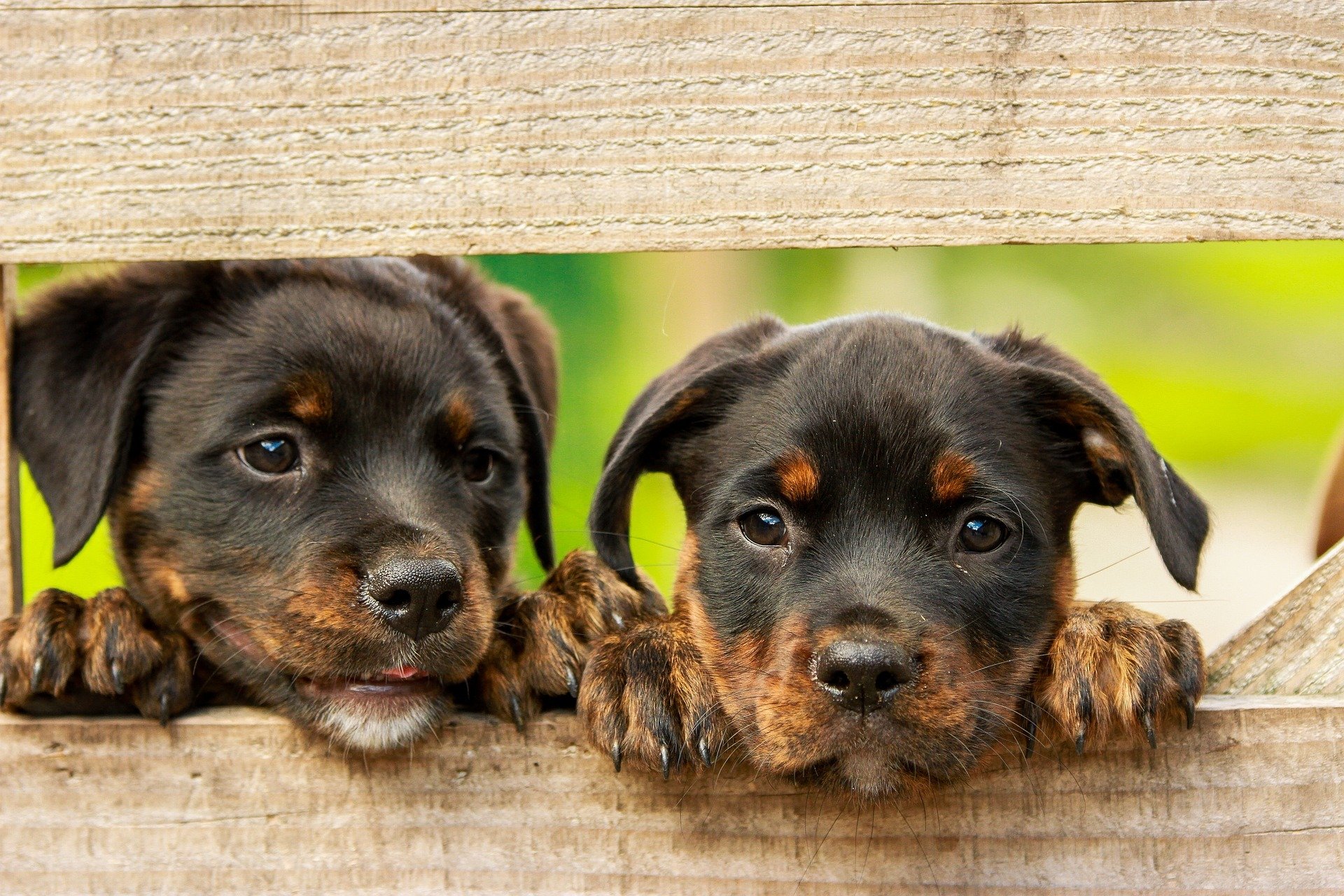 12+ Puppy Life Stages To Know
