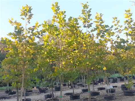 12+ Secrets To Faster Mexican Sycamore Growth